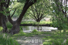 [람사르습지③] 걸어서 만나는 세계적인 생태 천국 창녕 우포늪