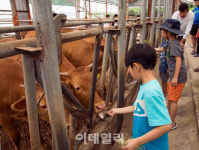 [포토] 한우 농장체험
