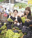 [포토]8월은 포도의 달! 포도 첫 출하~