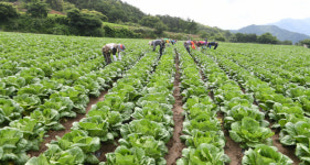 춘파? 멀칭?.. 어려운 농업용어 쉽고 바르게 바꾼다