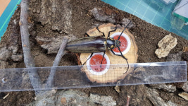 국립수목원, 광릉숲에서 5년 연속 토종 장수하늘소 발견