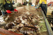 [추석맛기행①] 꽃처럼 활짝핀 게 먹으러 연평도로 간다
