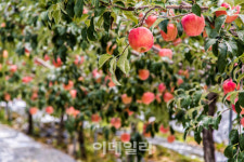 [추석맛기행③] 대추로 보양하고, 사과 먹고 예뻐지다