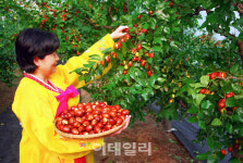 [추석맛기행③] 대추로 보양하고, 사과 먹고 예뻐지다