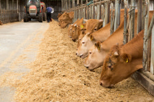 한우 사육기간 3개월 줄이세요…농진청 새 사료 배합기술(종합)