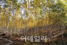강원 인제 원대리 자작나무숲, 이달의 국유림 명품숲 선정