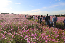 [포토]농협, 분홍빛 목장 안성팜랜드 ‘코스목동축제’