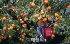 [포토] 함양곶감