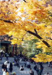 [포토]노란 단풍 아래서