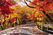 도심에서 만끽하는 가을, 가장 아름다운 서울 단풍길은?