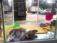 [스냅타임] 정기교육 의무화했지만…애견숍·관청 ‘나 몰라라’