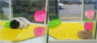 [스냅타임] “작고 어린 강아지가 좋아”…근친교배·노견유기 횡행