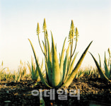 알로에 먹으면 감기 뚝