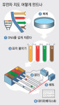 [미래기술25]①30억쌍 염기서열 유전자지도, 인간생명 설계도