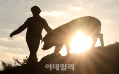 [포토]떠오르는 태양과 황금 돼지