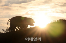 [포토]반갑다! 기해년(己亥年) 황금돼지의 해