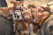 [포토]황금 돼지처럼 풍요롭게