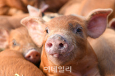 [포토]황금 돼지처럼 풍요로운 2019년 되세요!