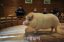 [여행] ‘꿀꿀’할 땐…행운·돈 부르는 ‘돼지투어’
