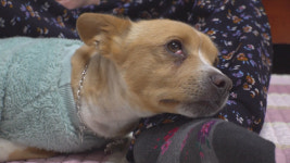 TV 동물농장 쓰레기장 유기견 봉이, 현재 상태는?