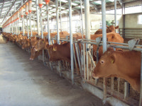 축산업 재도약 추진…파주시, 올해 축산분야 88억원 지원