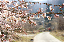 [등짐쟁이 기파리의 유랑]⑥ 매화향 따라 떠난 지리산 둘레길