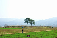 [등짐쟁이 기파리의 유랑]⑥ 매화향 따라 떠난 지리산 둘레길