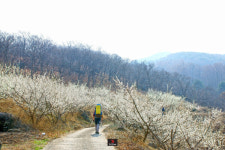 [등짐쟁이 기파리의 유랑]⑥ 매화향 따라 떠난 지리산 둘레길