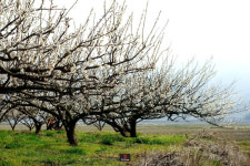 [등짐쟁이 기파리의 유랑]⑥ 매화향 따라 떠난 지리산 둘레길