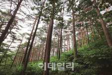 생강나무꽃이 만개한 대관령 소나무숲길서 봄을 만끽해요