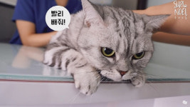다이아 티비, ‘구독자 50만명 이상’ 유튜버 100개 팀 돌파