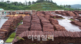 전일목재산업(주)(1종) | 올해 387개 경제림육성단지서 국내목재 567만㎥ 생산