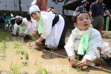 [포토]지금 손모내기 중이에요