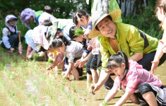 [포토] 모내기 하는 문석진 서대문구청장