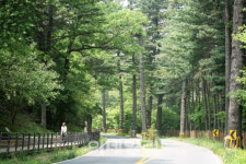 왕이 걷던 길, 500년 역사 간직한 `광릉숲길` 열린다