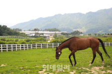 [경마이야기]5월 가족들과 목장 나들이, 한국마사회 렛츠런팜 인기