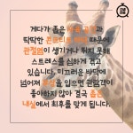 [카드뉴스] 동물원 기린들은 어떻게 살고 있을까?