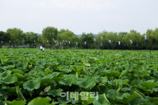 [여행] 1400년 전 백제 왕국의 비밀을 품은 도시 ‘부여’