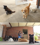 TV 동물농장 판 기생충.. 참으로 시의적절해