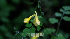 [여행] 빗방울 가득 머금은 자태에 흠뻑, 산상정원을 거닐다