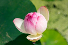 시흥 가볼 만한 곳, `연성 관곡지 연꽃축제`