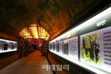 [폭염탈출③] 싸늘한 동굴 속에선 와인도 천천히 익어간다