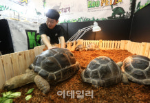 [포토] 펫서울2019 알다브라 코끼리 거북