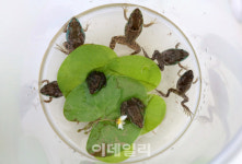 [포토] 금개구리