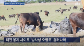 방사능 오염토 두고 소 키우는 日목장… 근처엔 올림픽경기장
