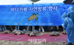 [포토] 바다거북 자연방류
