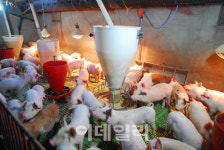 [푸드스타트업]⑨유산균 먹여 키운 건강한 돼지고기 팝니다