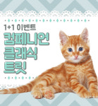“냥이에게 사랑받는 집사 되려면 ‘이것’ 먹이세요”
