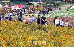 [포토] 추석연휴 마지막날 백일홍 축제 인파