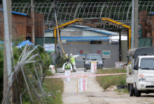 [ASF발생]파평·덕성 확진시 일시이동중지 검토(종합2보)